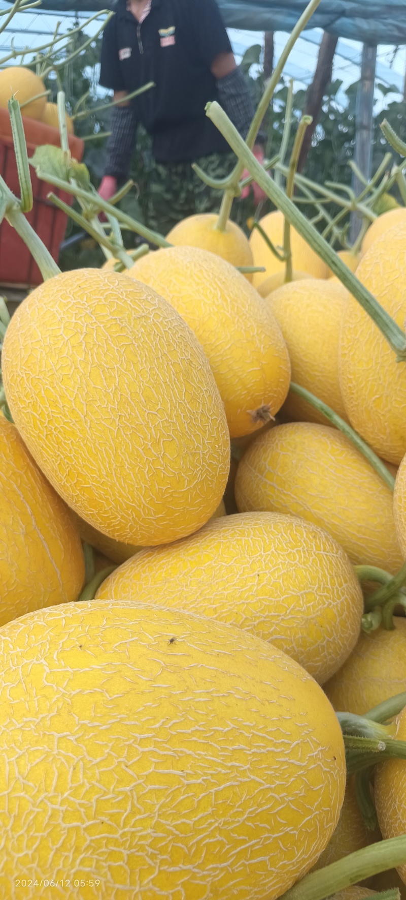 西洲蜜25号凤金6号