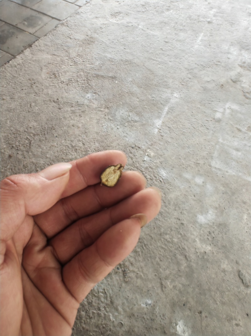 柚子枳实枳壳新货落地果