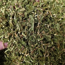 伸筋草野生伸筋草正品中药材无硫新货除尘去沫干净