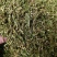 伸筋草野生伸筋草正品中药材无硫新货除尘去沫干净