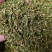伸筋草野生伸筋草正品中药材无硫新货除尘去沫干净