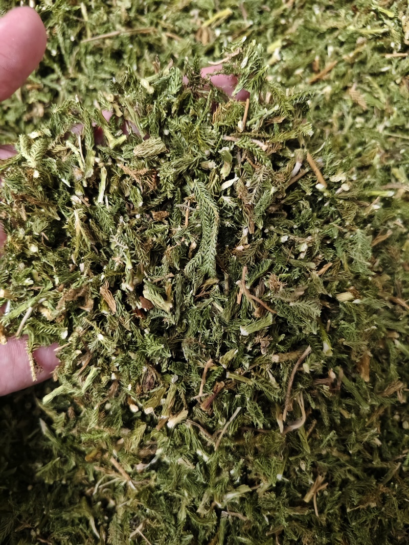 伸筋草野生伸筋草正品中药材无硫新货除尘去沫干净