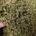 伸筋草野生伸筋草正品中药材无硫新货除尘去沫干净