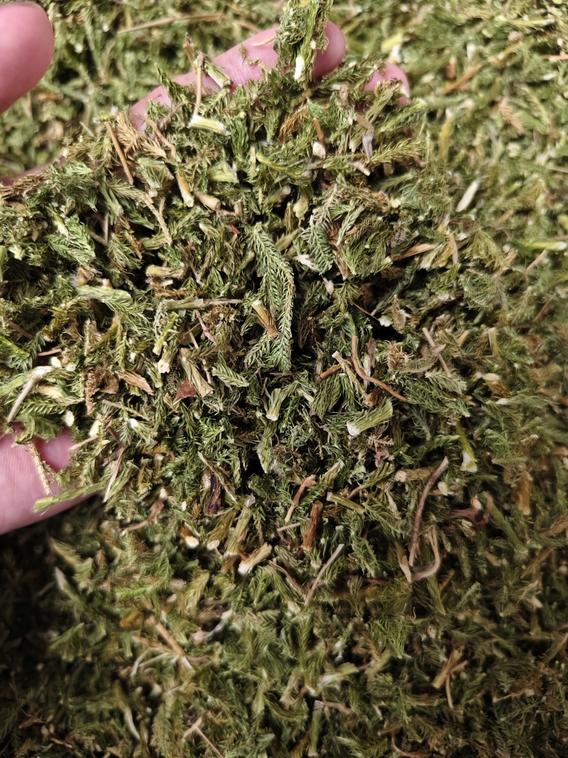 伸筋草野生伸筋草正品中药材无硫新货除尘去沫干净