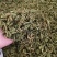 伸筋草野生伸筋草正品中药材无硫新货除尘去沫干净