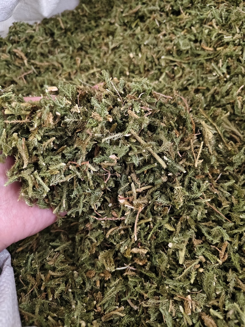 伸筋草野生伸筋草正品中药材无硫新货除尘去沫干净
