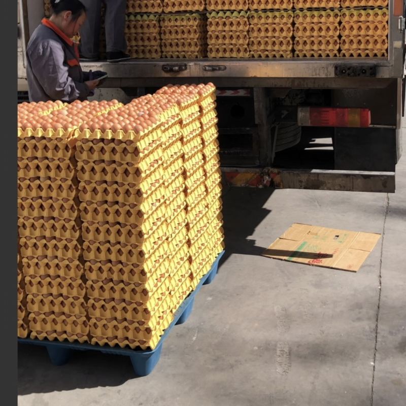 北京出售红蛋粉蛋富硒双色红心大柴可以配送