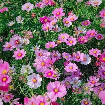 格桑花种子四季混色七彩波斯菊种子花种子易活开花不断易种花