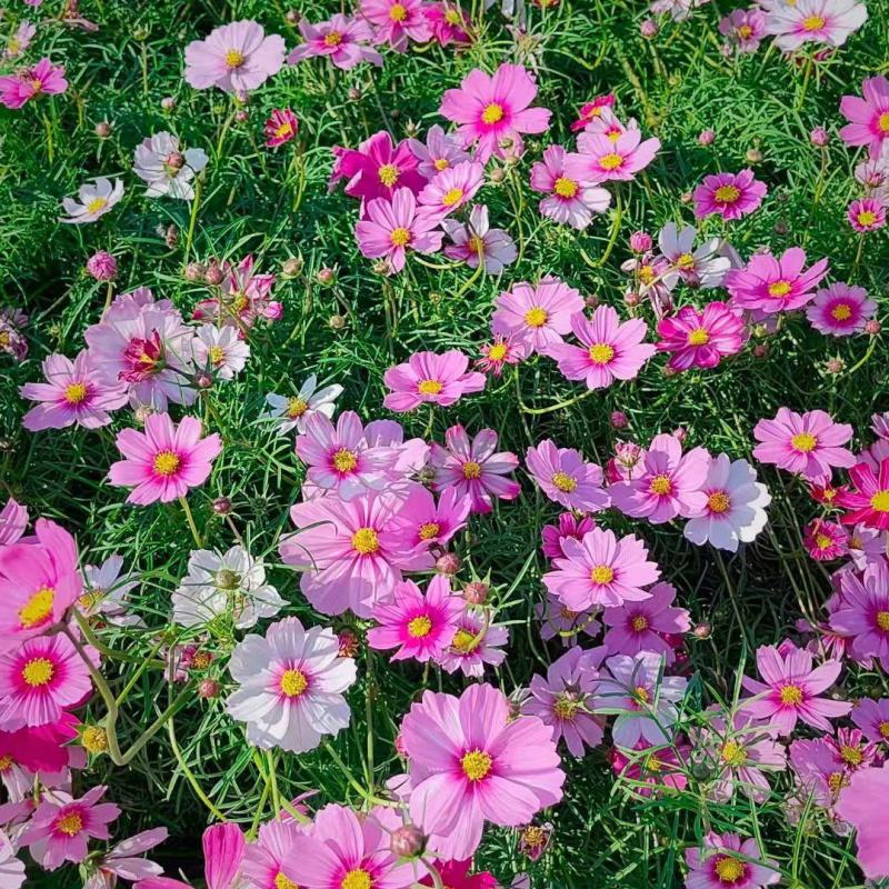 格桑花种子四季混色七彩波斯菊种子花种子易活开花不断易种花