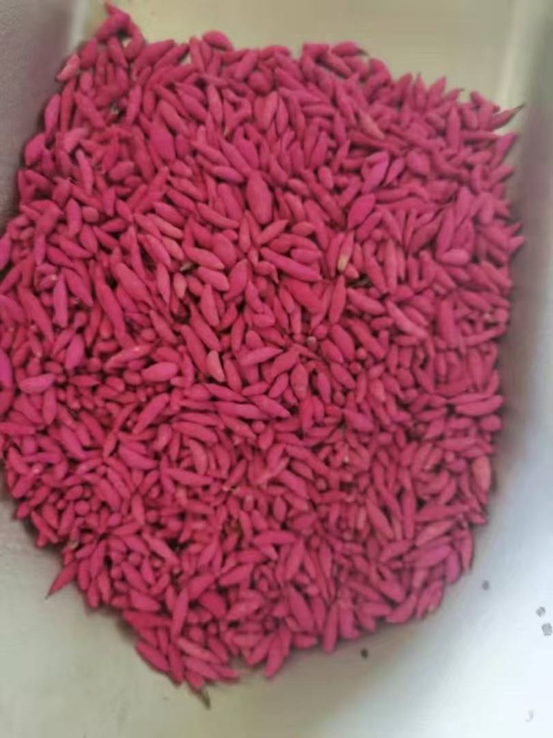 格桑花种子四季混色七彩波斯菊种子花种子易活开花不断易种花