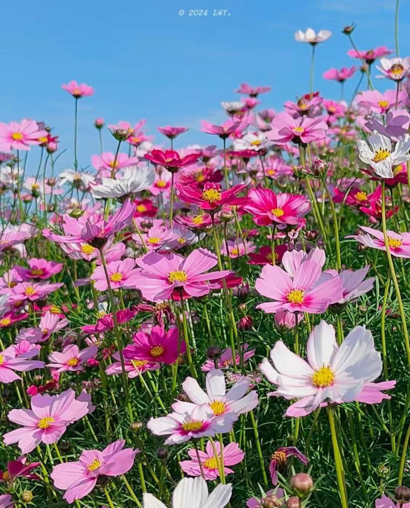 格桑花种子四季混色七彩波斯菊种子花种子易活开花不断易种花