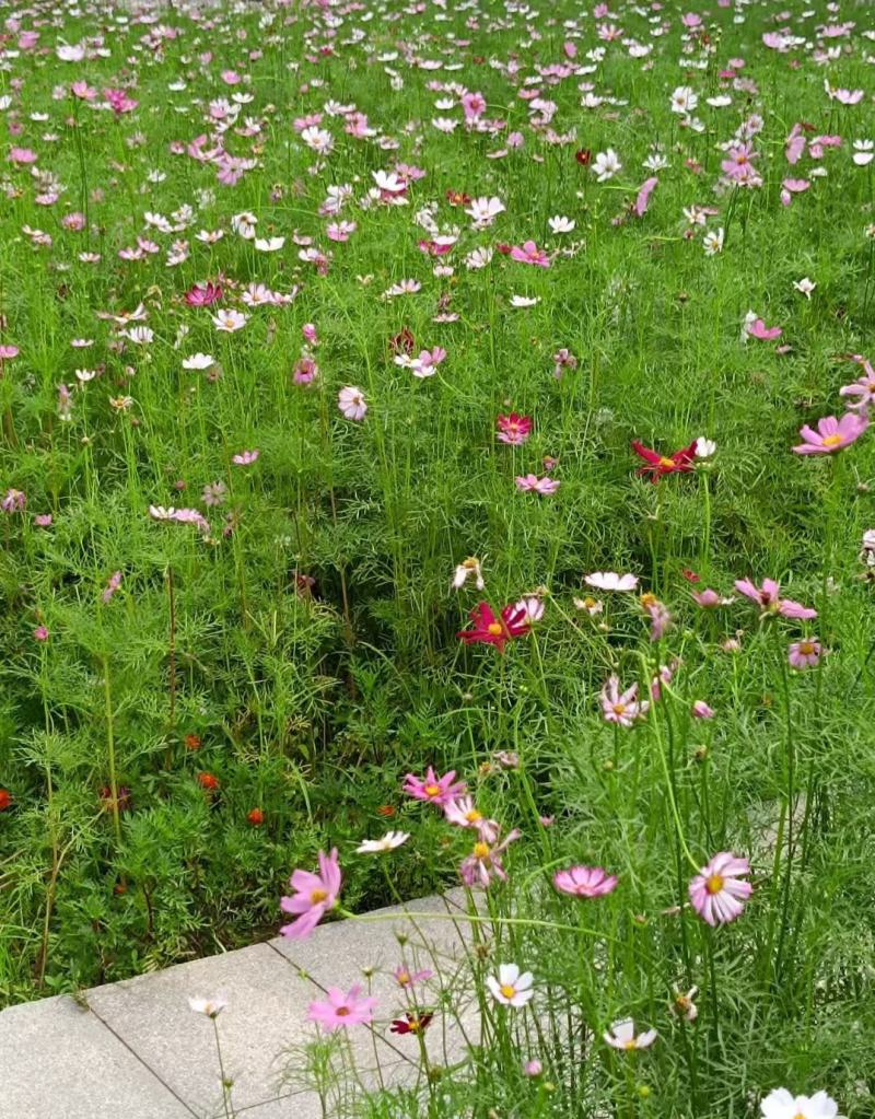 格桑花种子四季混色七彩波斯菊种子花种子易活开花不断易种花