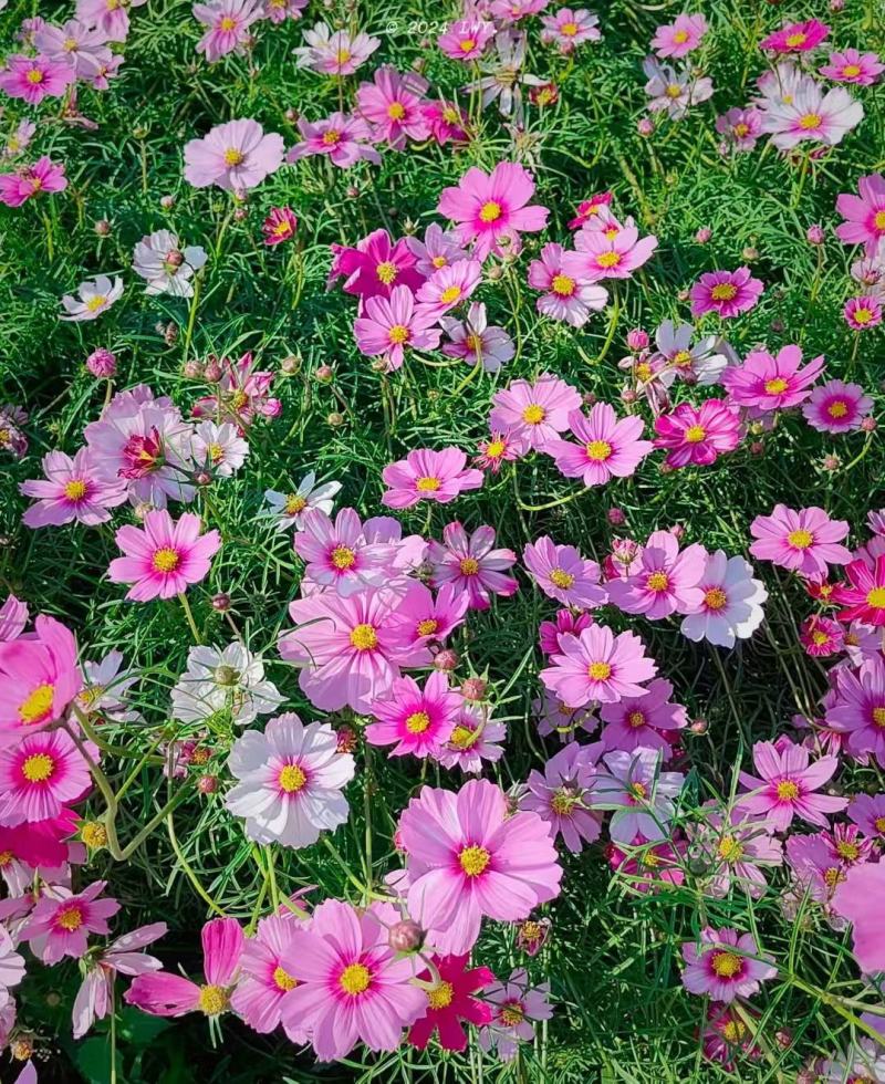格桑花种子四季混色七彩波斯菊种子花种子易活开花不断易种花