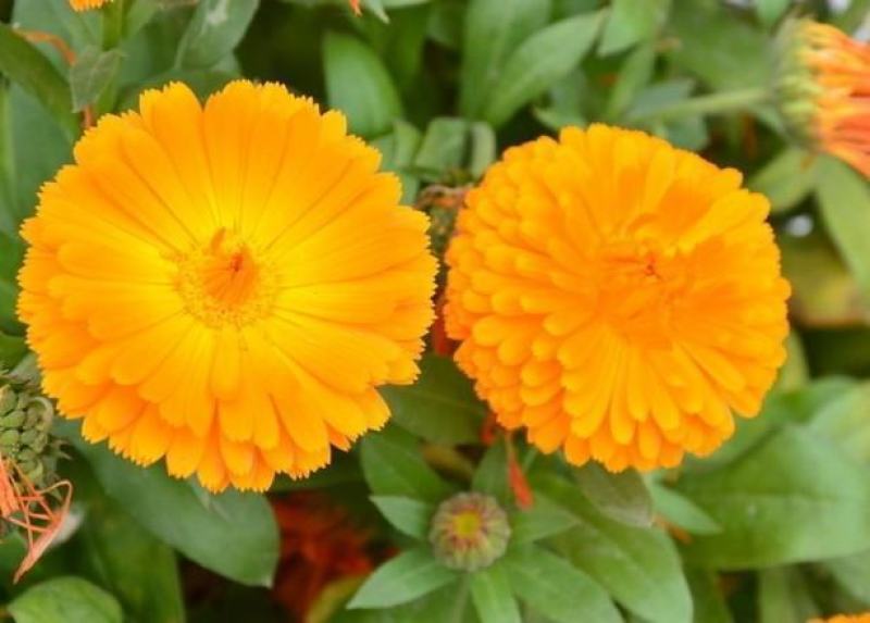 金盏菊种子金盏花种子四季易种花种子长生菊花海易种庭院盆栽