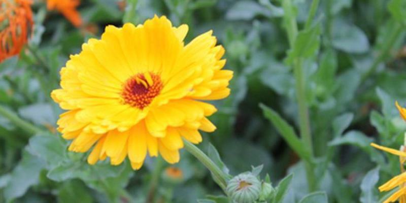 金盏菊种子金盏花种子四季易种花种子长生菊花海易种庭院盆栽