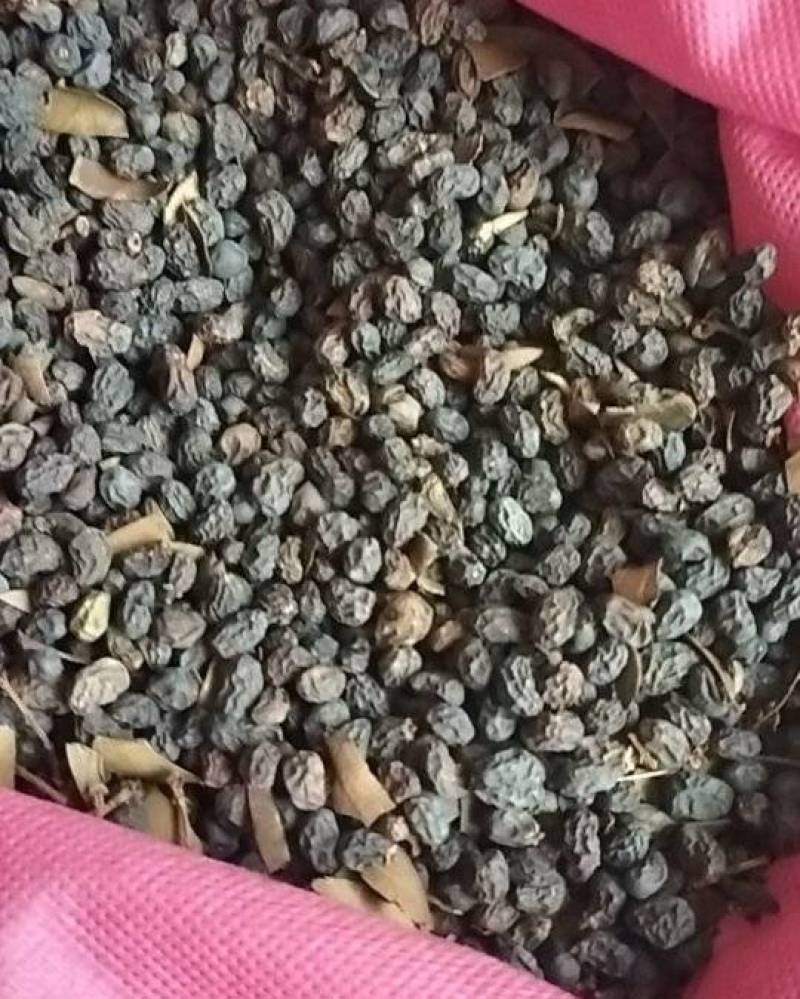 天然女贞子正品保证营养丰富厂家直销