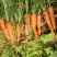 【推荐】精品胡萝卜一手货源产地直发货源充足欢迎咨询