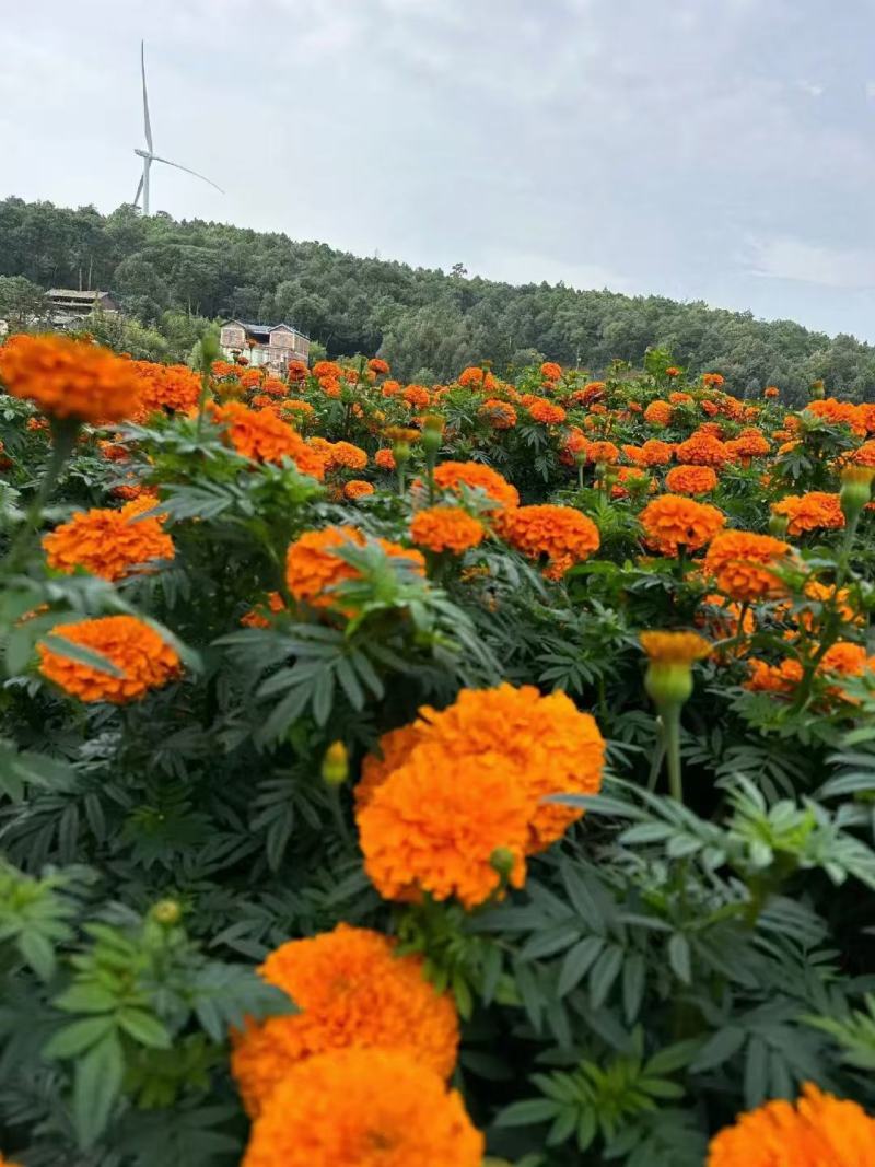 重瓣万寿菊种子四季室内室外阳台花园耐寒观赏景观大菊花种子