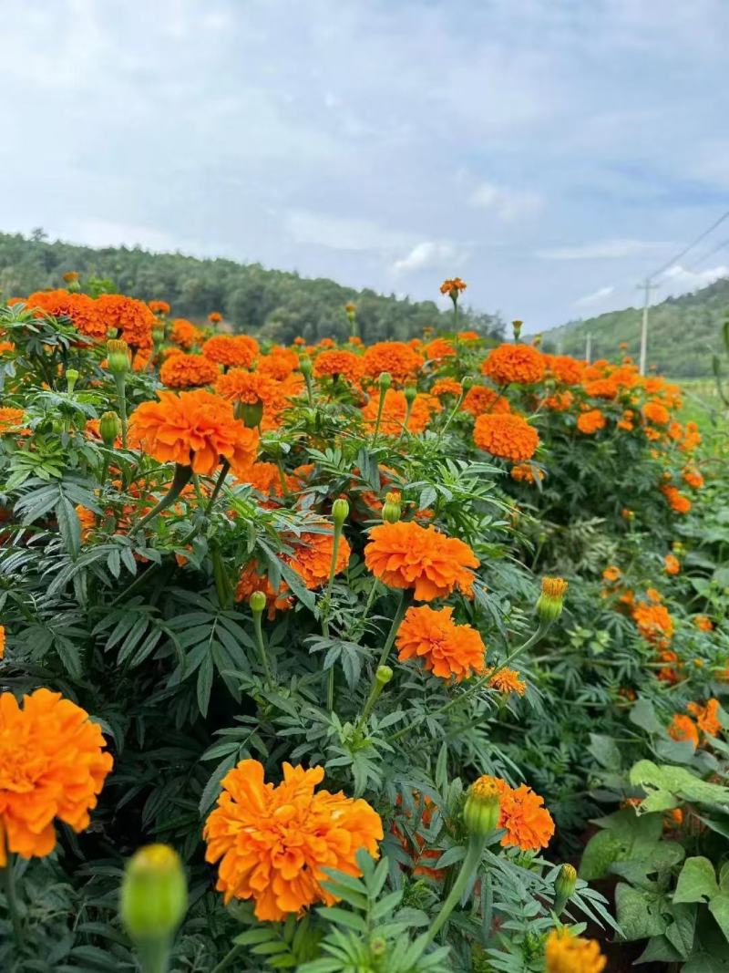 重瓣万寿菊种子四季室内室外阳台花园耐寒观赏景观大菊花种子