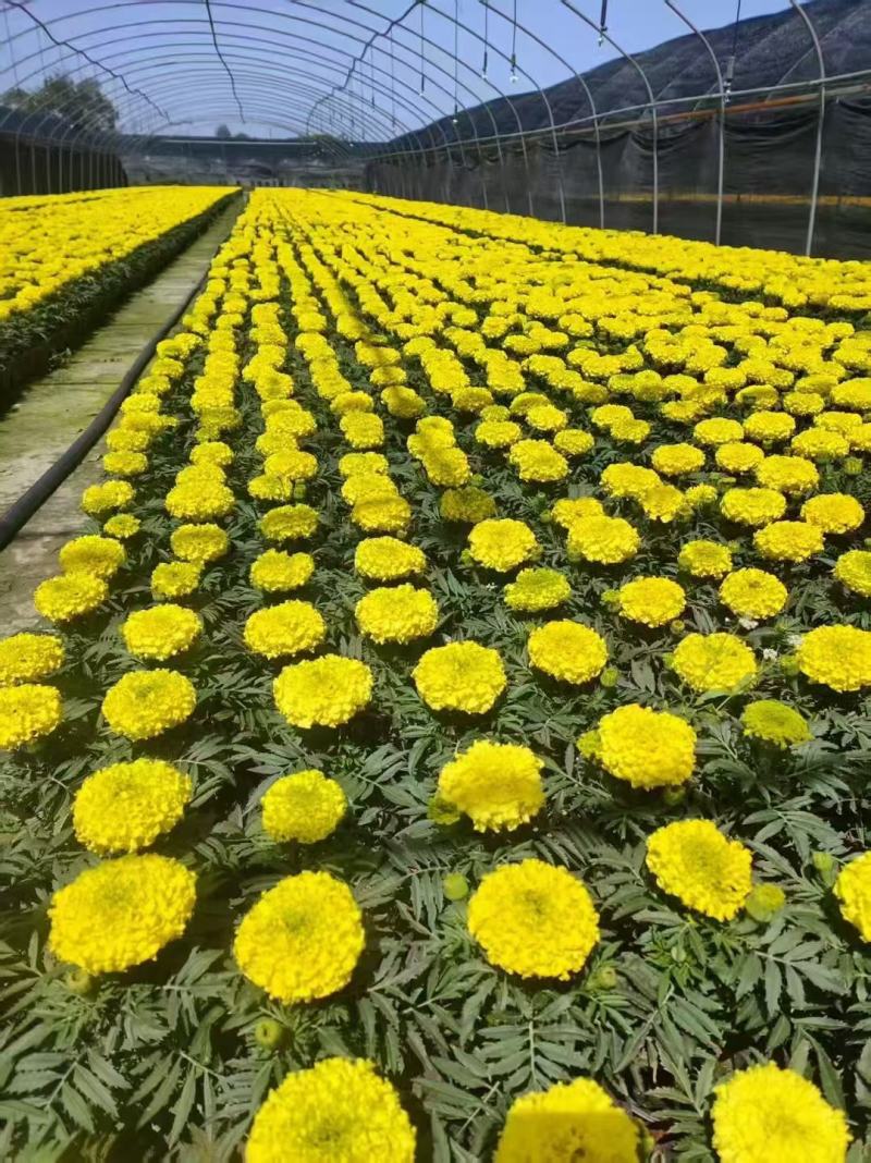重瓣万寿菊种子四季室内室外阳台花园耐寒观赏景观大菊花种子