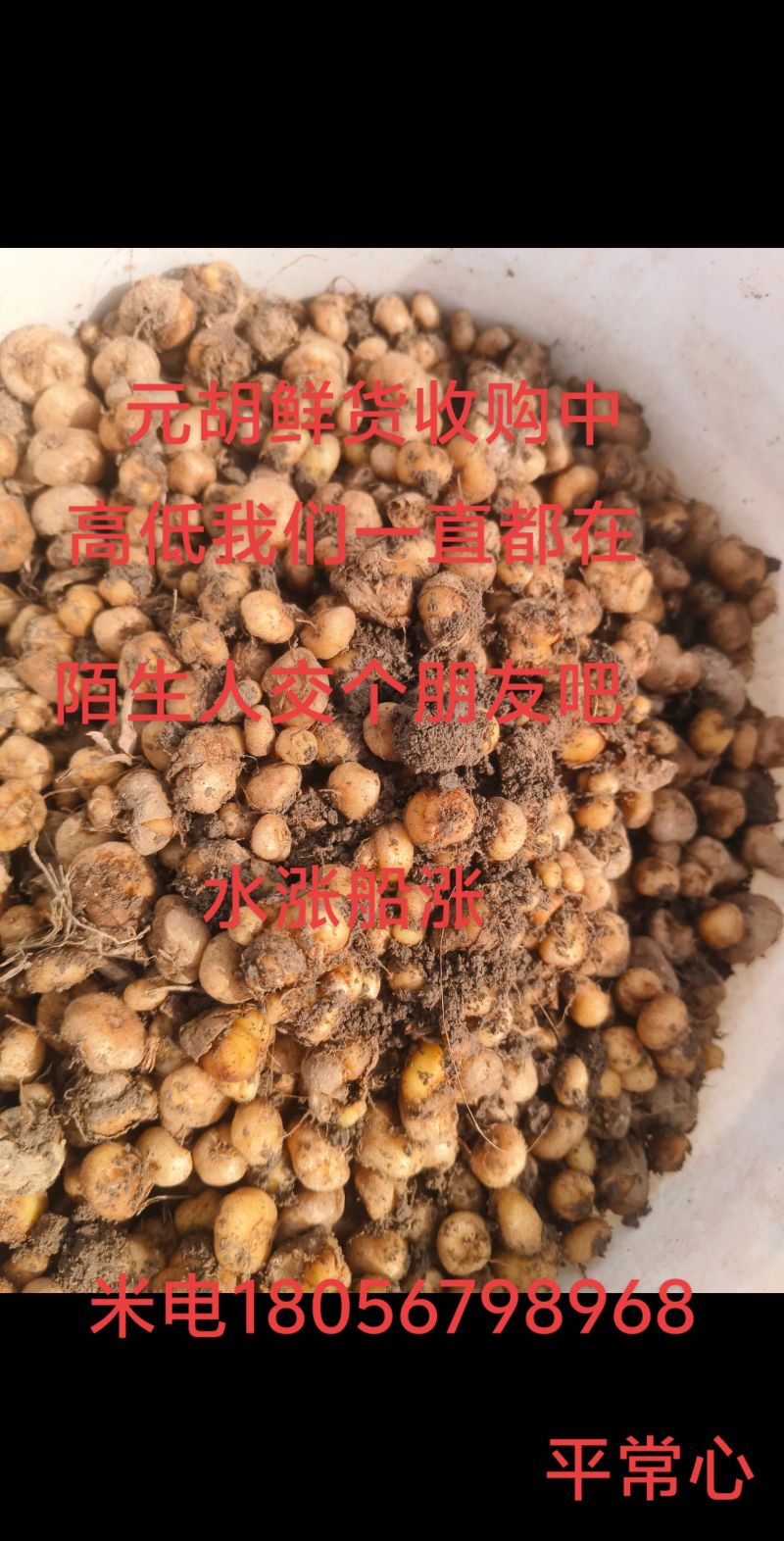 鲜元胡统货大量供应中，合作共赢，一次合作终生朋友，诚信经