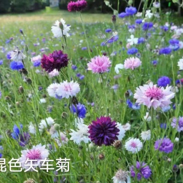 矢车菊花种四季易种活蓝色矢车菊种子室外庭院绿化耐寒花