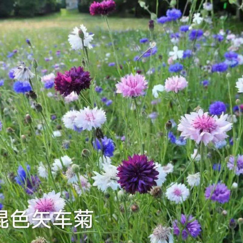 矢车菊花种四季易种活蓝色矢车菊种子室外庭院绿化耐寒花