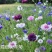矢车菊花种四季易种活蓝色矢车菊种子室外庭院绿化耐寒花