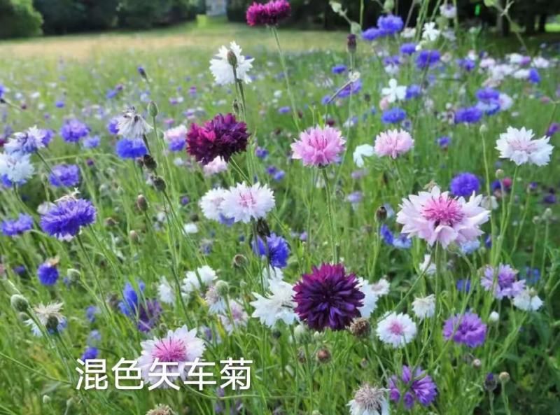 矢车菊花种四季易种活蓝色矢车菊种子室外庭院绿化耐寒花