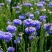 矢车菊花种四季易种活蓝色矢车菊种子室外庭院绿化耐寒花