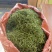 肾精草，又称嗷嗷叫，原产地发货，大量供货