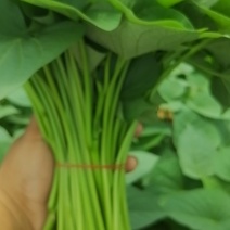自产自销红薯叶