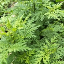 黄花蒿药用