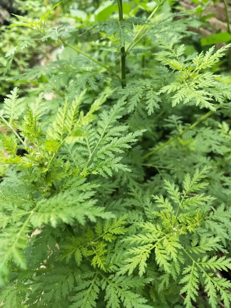 黄花蒿药用