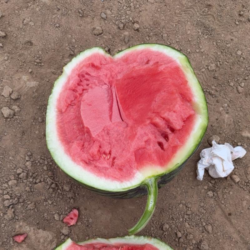 芜湖台农次品瓜