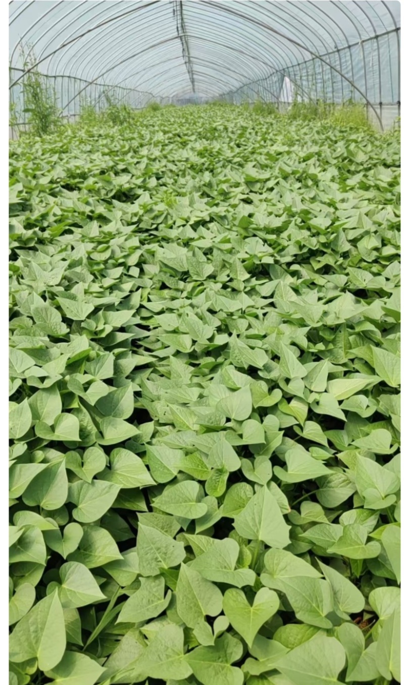 自家种植红薯叶，品质好，价格优