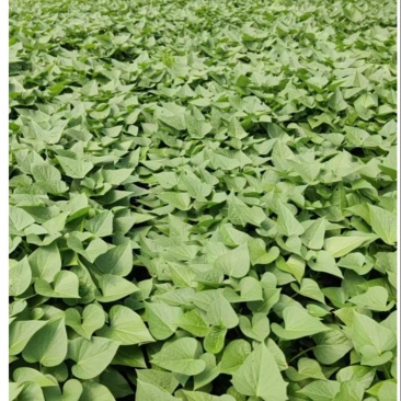 自家种植红薯叶，品质好，价格优