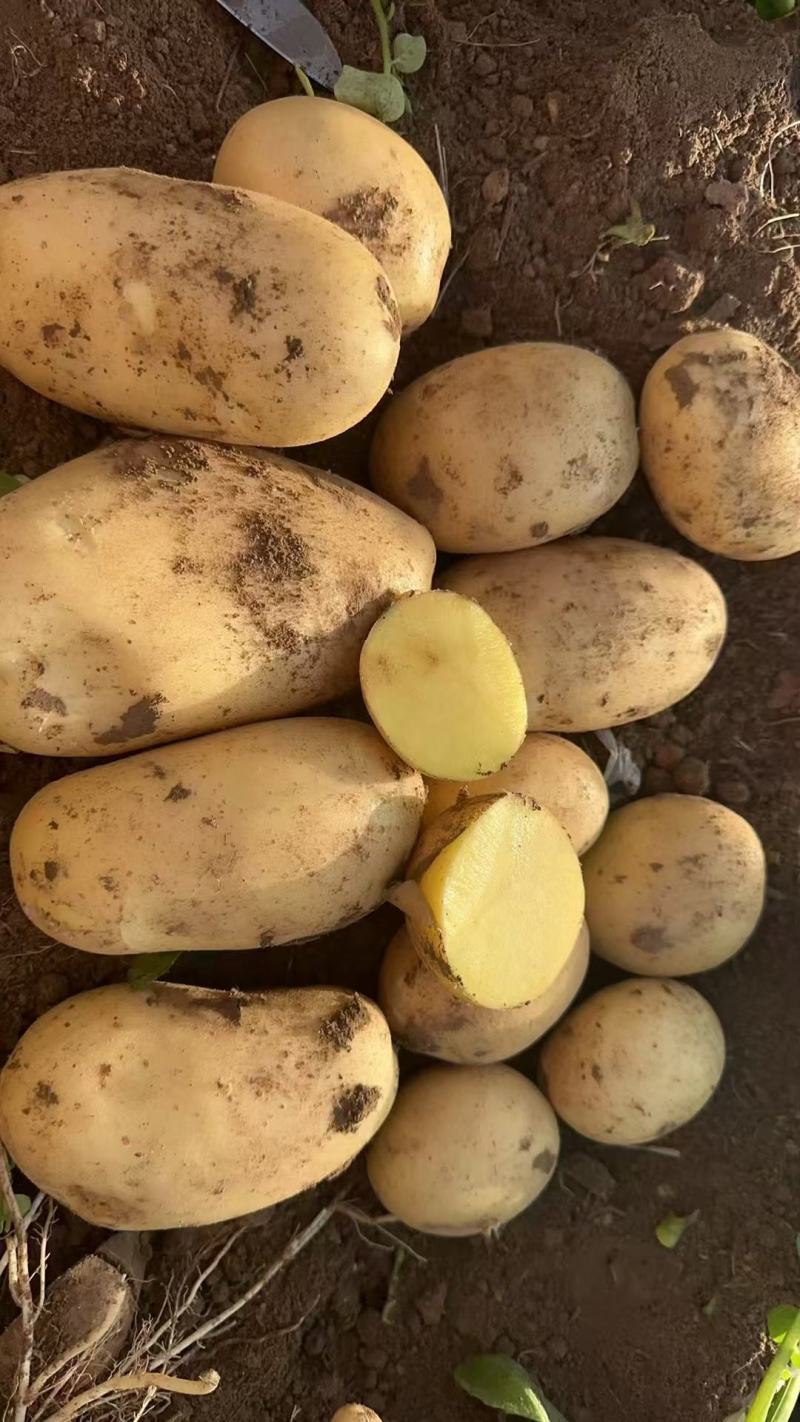 湖北精品黄心土豆品种多样一手货源批发质量保证价格美丽