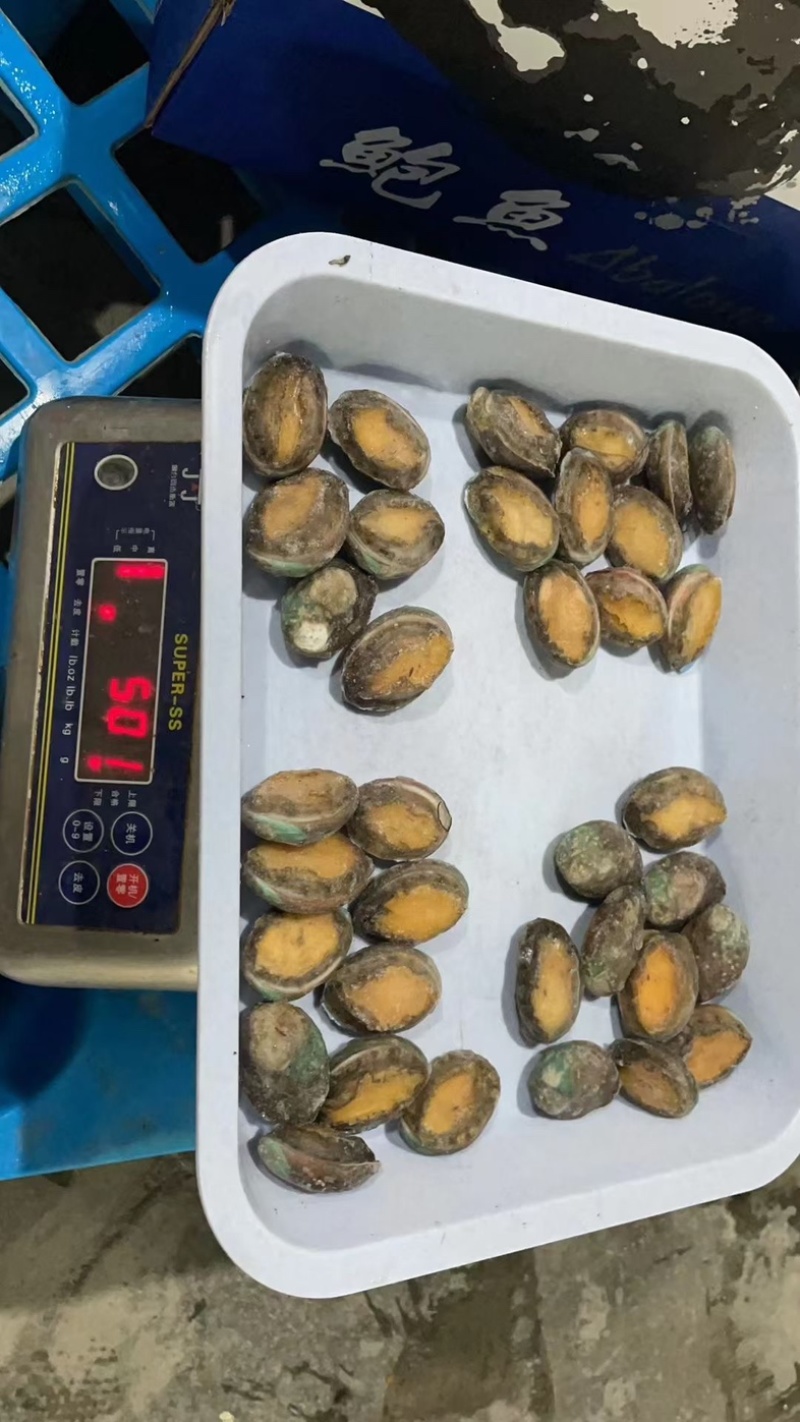 鲍鱼
