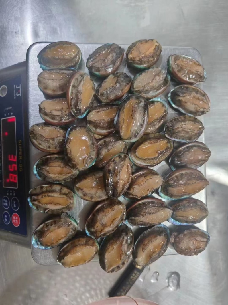 鲍鱼