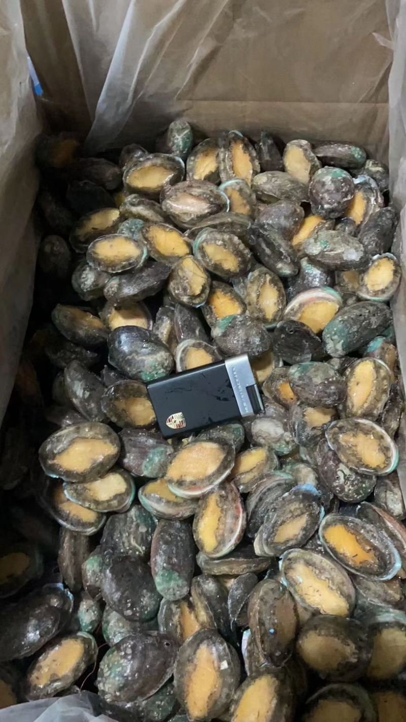 鲍鱼