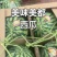 【山西麒麟美都无西瓜】，全国无死角代收代卖，对接批发商超