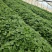 秦薯五号红薯红薯苗