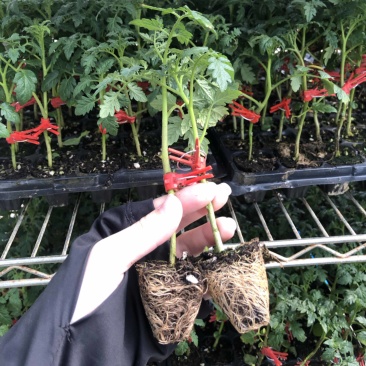 （农友）千禧小番茄苗圣女果嫁接苗抗病性强甜度高
