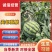 麒麟西瓜8424美都，大量上市中头茬口感甜可视频看货
