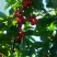 【一件代发】山东烟台美早樱桃基地直发欢迎下单