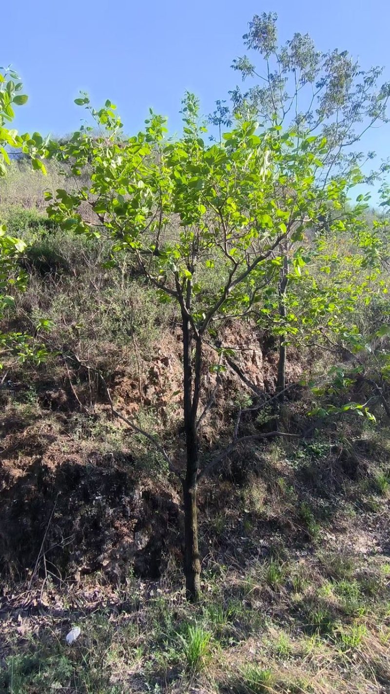 柿子苗各种柿子苗大量供货欢迎电话详谈