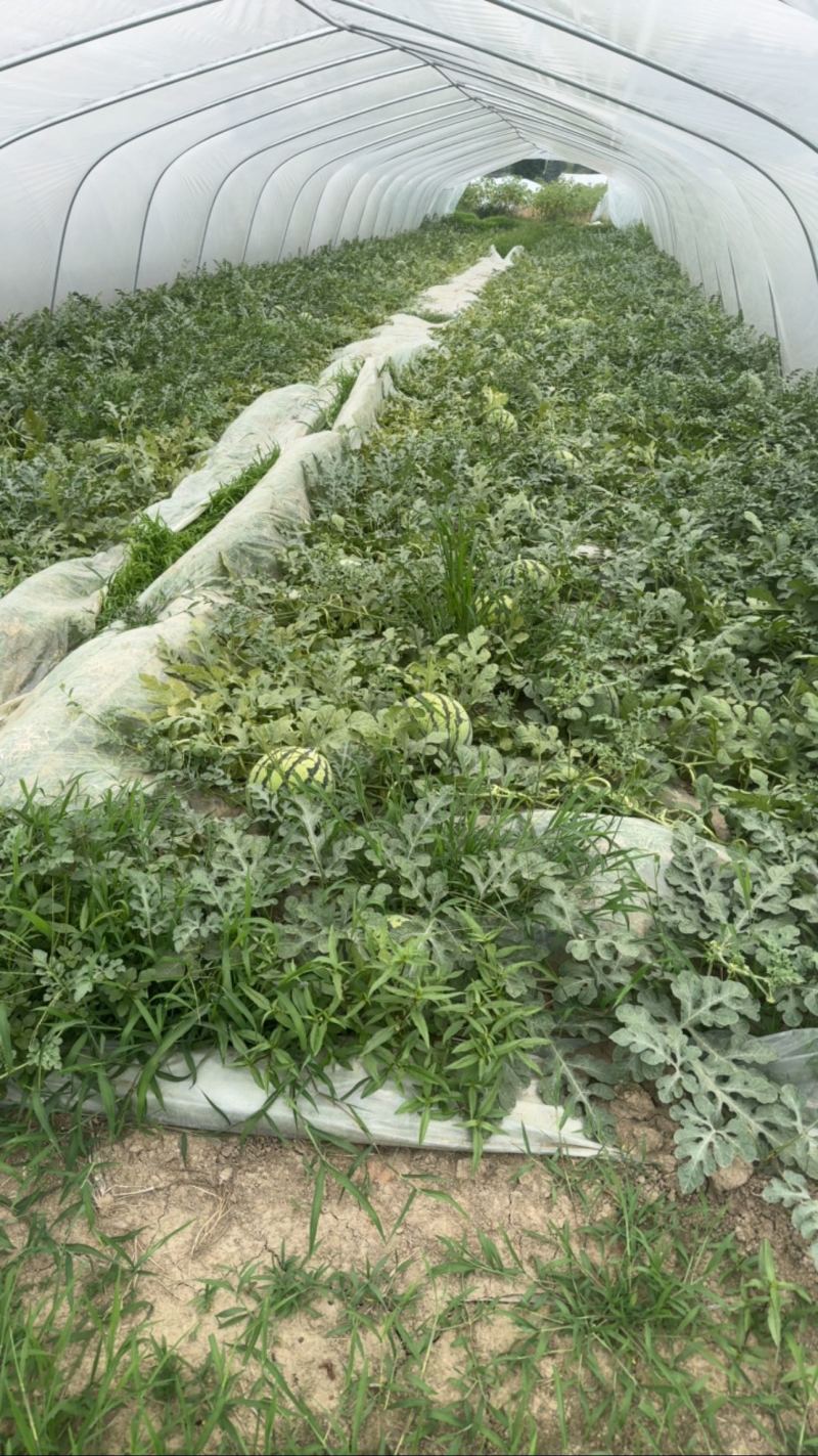 美都。有籽