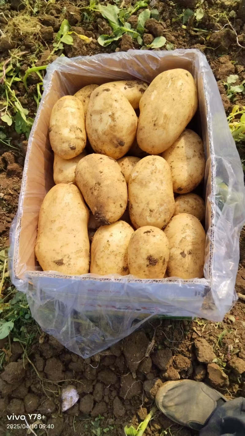河南精品土豆/黄心土豆/荷兰十五/中薯5号/新鲜土豆