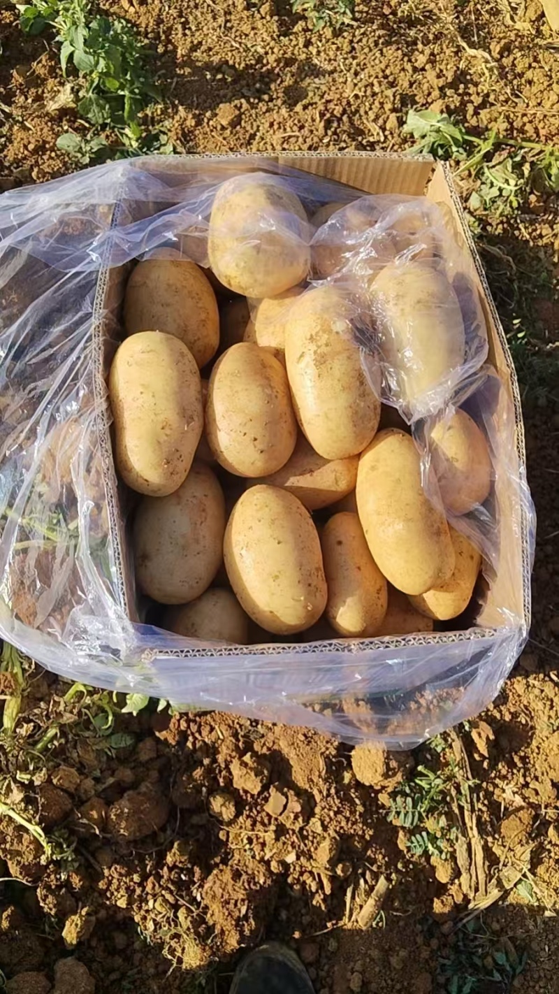 河南精品土豆/黄心土豆/荷兰十五/中薯5号/新鲜土豆